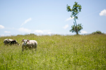 Two Goats looking or eating the green grass in the field with one tree on the hill behind the animals with a blue sky and some clouds with copy space for text