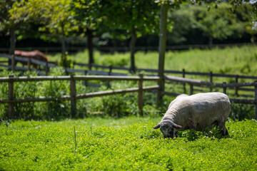 Sheep Grazing on Lush Green Grass with a Brown Horse in the Background Blurred Out with a fence in the field and trees behind the animals