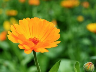 Blühende Ringelblumen