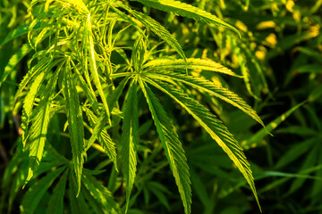 Green bushes of marijuana. Close up view of a young medical marijuana cannabis leaves.