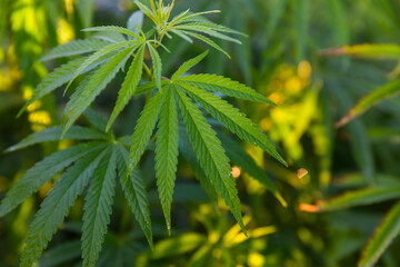 Green bushes of marijuana. Close up view of a young medical marijuana cannabis leaves.