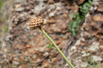 Dry flower bud without leaves on blurred background. Horizontal image.