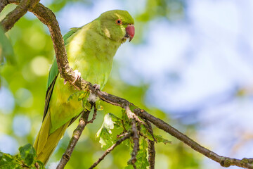 Green Parakeet on a tree branch in Hyde Park, London, UK