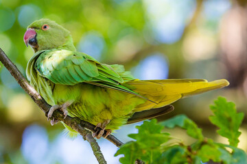 Green Parakeet on a tree branch in Hyde Park, London, UK