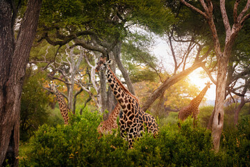 Group giraffes among acacia trees in Tarangire National Park, Tanzania