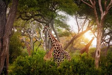 Gordijnen Group giraffes among acacia trees in Tarangire National Park, Tanzania © soft_light