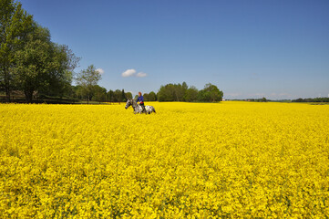 Horse back riding in yellow field
