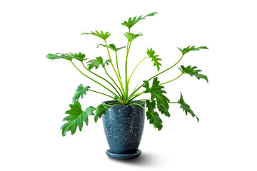 Xanadu. Philodendron xanadu Croat plant in dark blue ceramic pots isolated on white background. Exotic with large green leaves is air purifier plant indoor for tropical minimal design decoration. © kriangphoto31