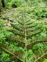  Fern on the background of green plants. Forest fern.