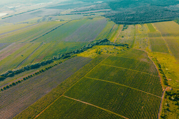 Italian Countryside Beautiful Farms and Vineyards Beautiful Aerial View. Vineyards, a suggestive...