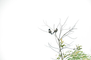 Black-crowned tityra