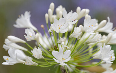 初夏の花　アガパンサス（白色）