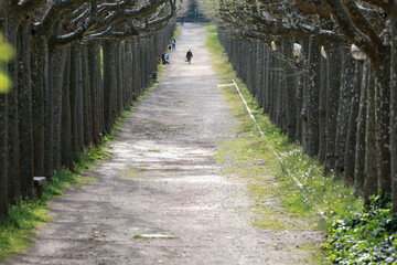 walk way between trees prespective as natural scene