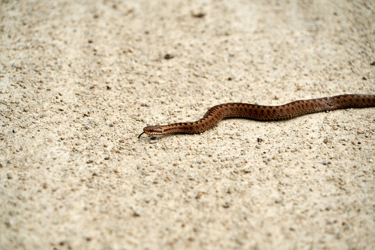 Vip&egrave;re aspic .