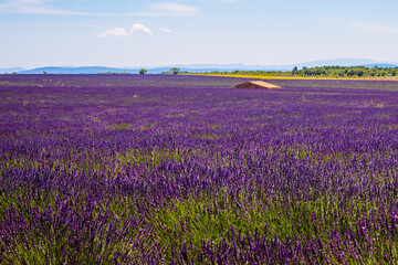 Obraz premium Champs de Lavandes à Puimoisson sur le plateau de Valensole