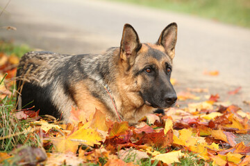 Nice German Shepherd in autumn
