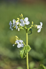 Beautiful closeup vertical view of milkmaids (Cardamine californica) tiny white flowers on green blurry background in Ballawley Park, Sandyford, Dublin, Ireland. High resolution. Copy space