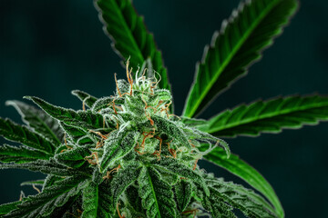 Healthy cannabis plant, ready for harvest, on a dark background. Marijuana flowers with yellow stigmas and green leaves. Growing cannabis