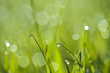 Beautiful macro view of green hydrophobic spring lawn grass with water drops of morning dew and nice bokeh lights, Ballinteer, Dublin, Ireland. Soft and selective focus. High resolution macro