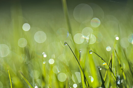 Beautiful macro view of green hydrophobic spring lawn grass with water drops of morning dew and nice bokeh lights, Ballinteer, Dublin, Ireland. Soft and selective focus. High resolution macro