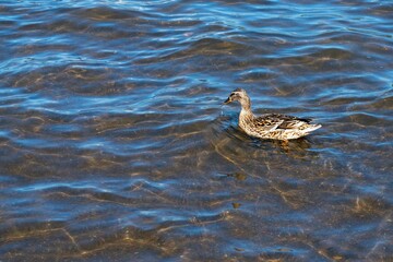 Gray duck on the water of an artificial reservoir.