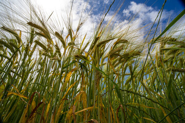 Close up of grain with beautiful cloudy sky.