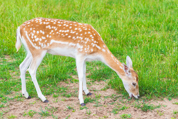 Naklejka na ściany i meble A young spotted deer eats grass in field on an summer day. portrait of a young sika deer Cervus Nippon.green background