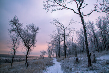 misty morning in the forest