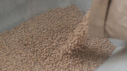 Modern craft brewery. Malt for beer production. Craft beer brewing. Modern equipment at the brewery.