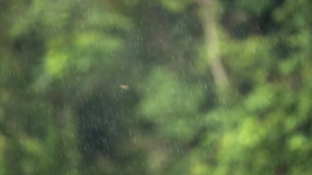 Rain on the Green background,Heavy rain in the forest background, Rain drops falling, Season background