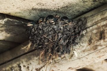 Swallow chicks in the nest close up