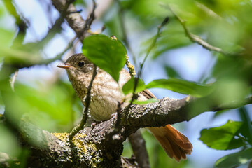 Selective focus photo. Common redstart bird on tree.