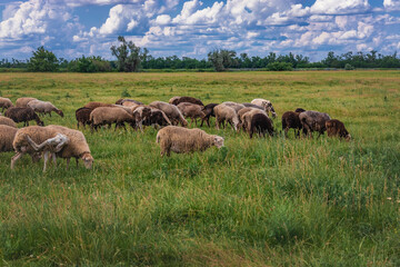 Beautiful summer rural landscape. A picturesque landscape against the background of a blue sky with cumulus clouds and sheep in a pasture with green grass. A flock of sheep in a beautiful meadow. 