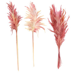 Watercolor tropical set with dry pampas grass. Hand painted exotic leaves isolated on white background.
