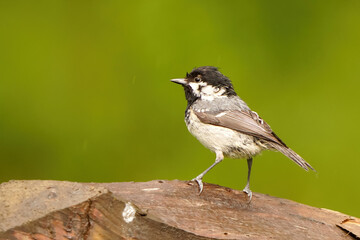 Coal tit, all wet after a heavy afternoon rain, perched on a fence