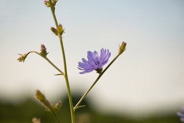 TOA_1187-1_BRONA_AST