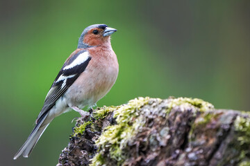 Male chaffinch perched on a tree stump 