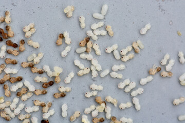 ant eggs