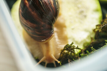 Two young snails are eating zucchini. Akhatina fulika. A giant African land snail. Pets. The care...