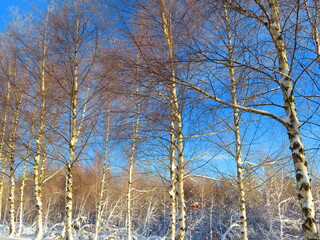 snow white cold winter beautiful ice cream trees landscape