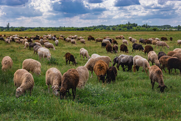 A flock of sheep in a beautiful meadow. A picturesque landscape against the background of a blue...