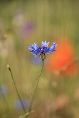 TOA_1322-1_BRONA_AST