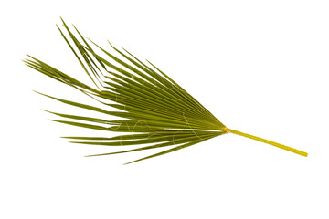 Palm tree leaf cut out on a white background with parts of the leaf naturally bent.