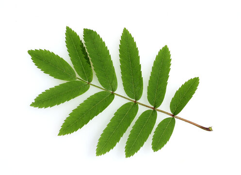 Eberesche, Blatt, Sorbus, aucuparia