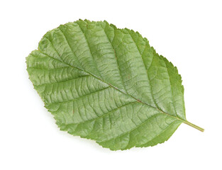 Fototapeta premium Erlenblatt, Alnus, glutinosa