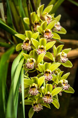 Buch of Cymbidium Flowers