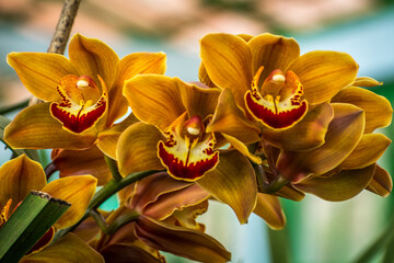 Light brown color Cymbidium or Boat Orchid - obrazy, fototapety, plakaty