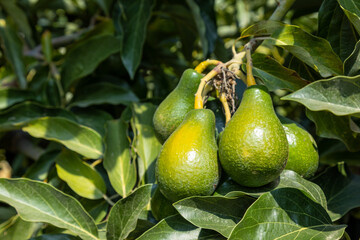 Several avocado ripens on a tree branch. At the organic household.