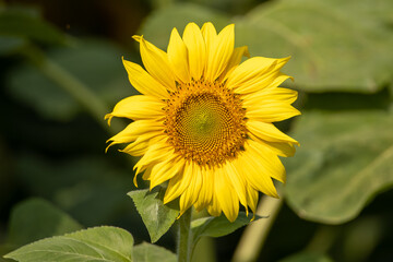Sunflower on the field closeup. Authentic farm series.