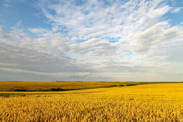 Wide wheat field landscape with sky in clouds. Authentic farm series.